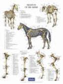 Poster paard botten