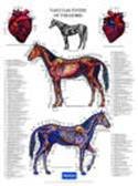 Poster paard bloedvatstelsel