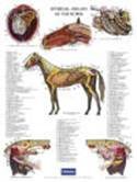 Poster paard maagdarmstelsel