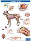Anatomische poster hond