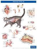 Anatomische poster kat