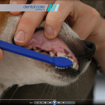 Virbac Dental Care Experts - Tandenpoetsinstructie video