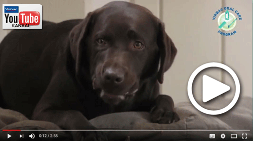 Virbac Tandenpoetsinstructie video hond