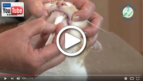 Virbac Tandenpoetsinstructie video kat