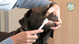 Tandenpoetsinstructie video hond