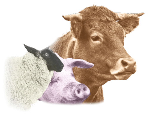 Tulissin - voor rund, varken en schaap