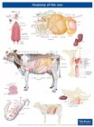 Anatomy of the cow