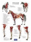 Musculature of the horse