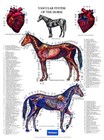 Vascular system of the horse