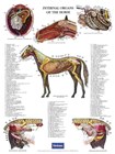 Internal organs of the horse