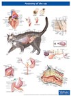 Anatomy of the cat