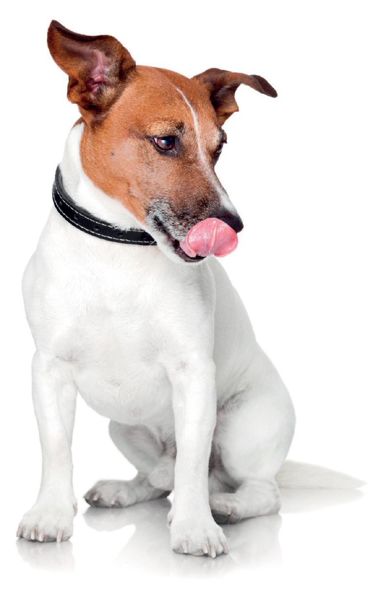 Nutri-plus gel Hond