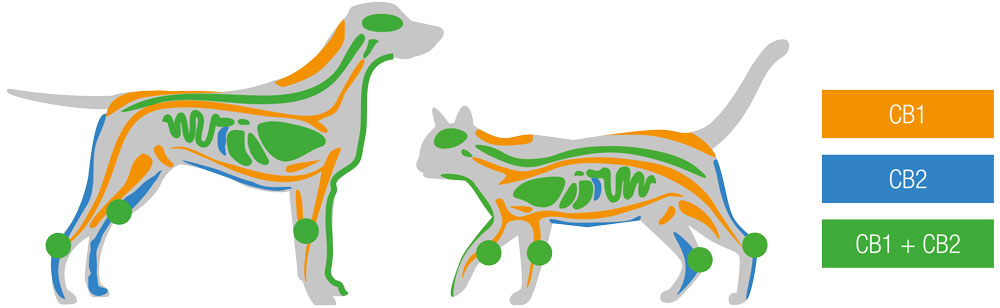 Receptoren Anibidiol Hond en kat