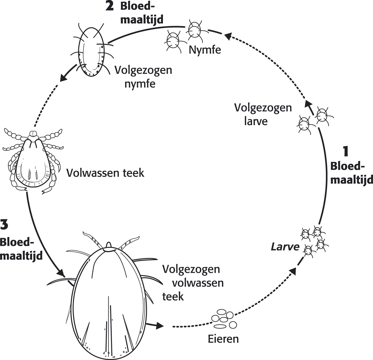 Tekencyclus