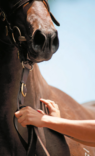 Zelf vaststellen of een paard uitgedroogd is