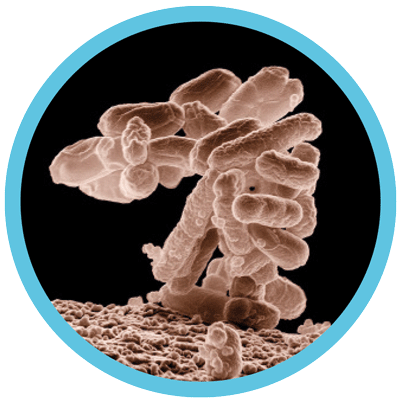 Virbac kalvergezondheid - E. coli