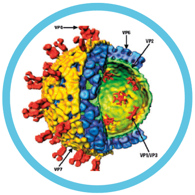 Virbac kalvergezondheid rotavirus
