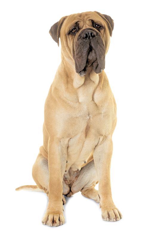 Senior Sensitive Digest Neutered Dog Large & Medium